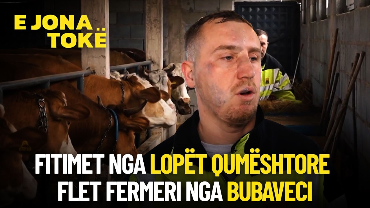 Fitimet nga lopët qumështore   flet fermeri nga Bubaveci