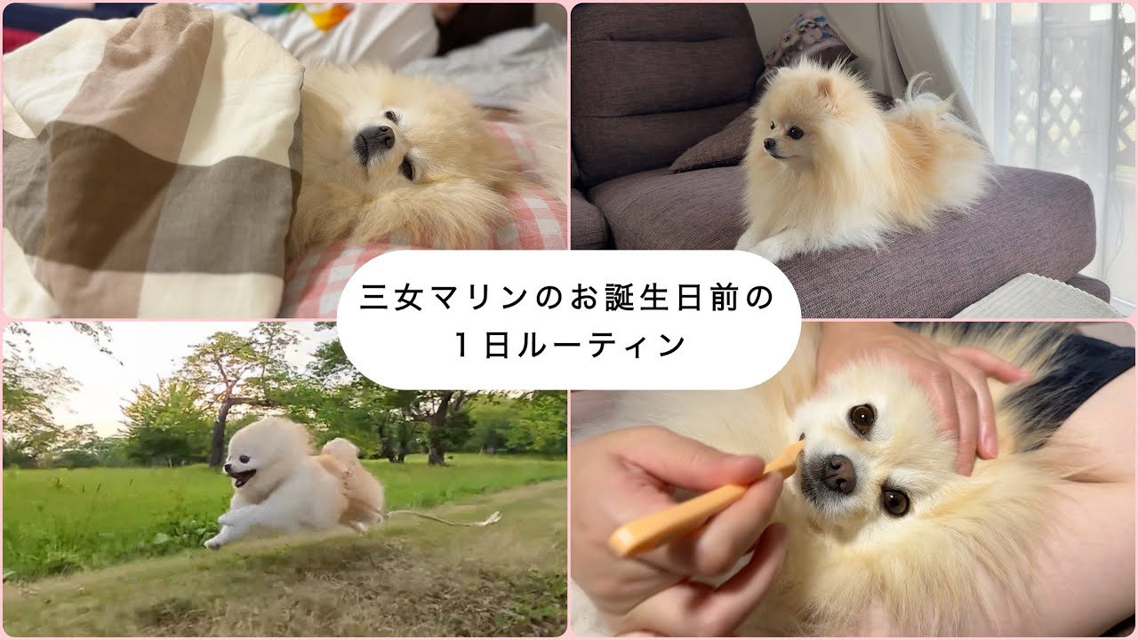 【ルーティン】甘えん坊な末っ子ポメラニアンの１日に密着してみた