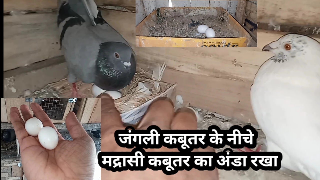 कबूतर के अंडे अदल बदल करने का सही तरीका #kabootarcare