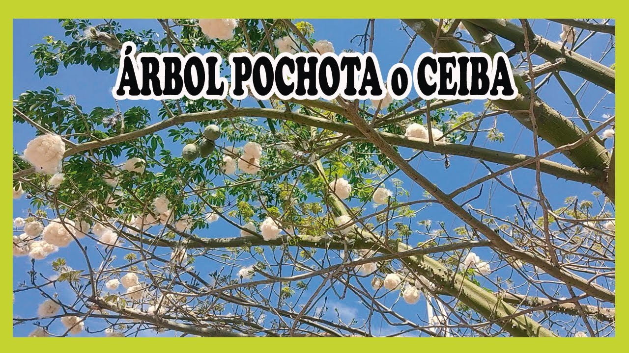 CONOCE EL ÁRBOL POCHOTA O CEIBA ¡Son hermosos!/Efrén Mendoza -Jardinería-