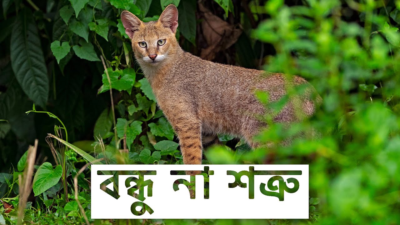 Jungle Cat: The Misunderstood Neighbour | The Jungle Cat’s Survival Story | @RoundglassSustain