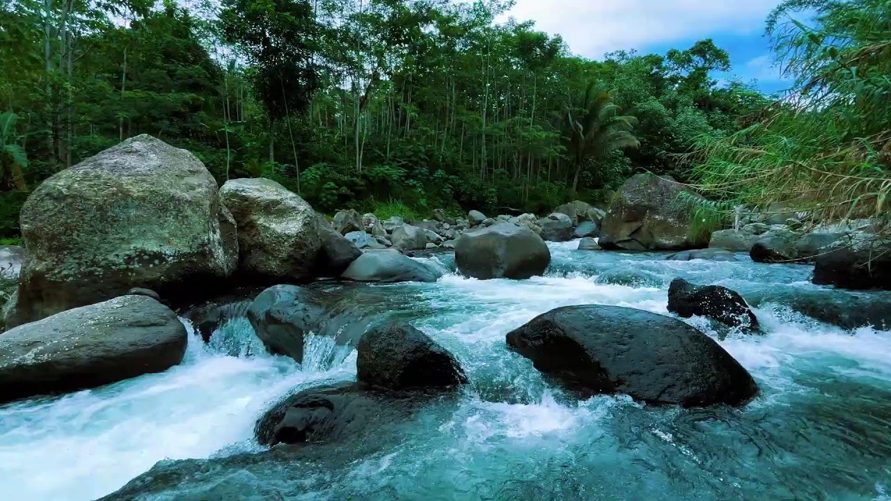 Deep Sleep Nature Sounds | Forest River and Birds Chirping