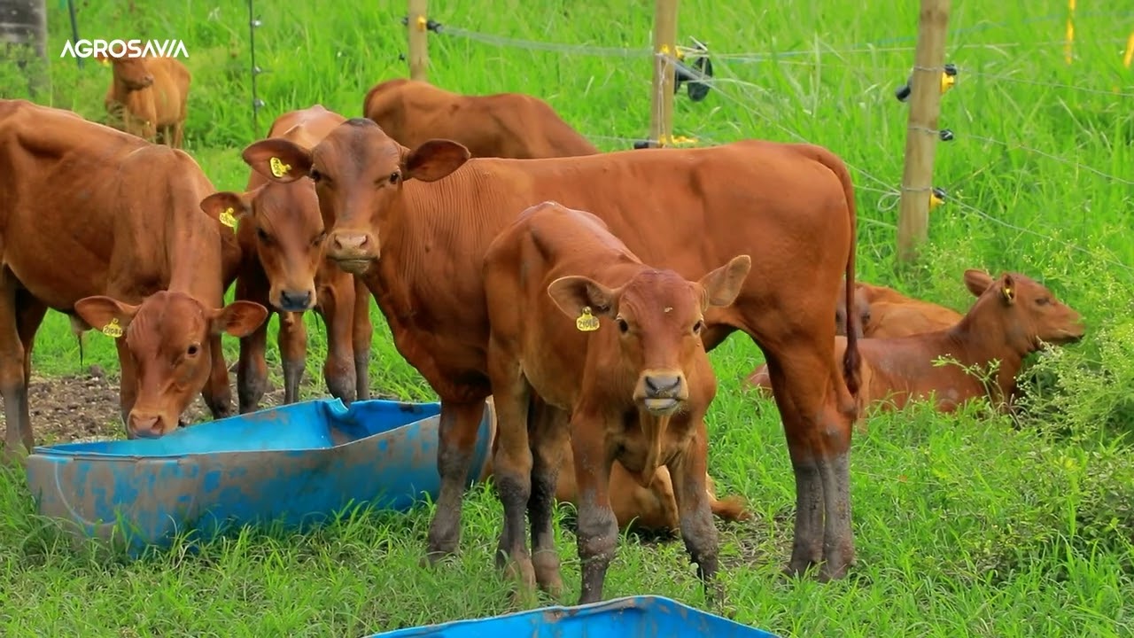 ¿Qué hace único al bovino criollo Hartón del Valle? Descúbrelo aquí