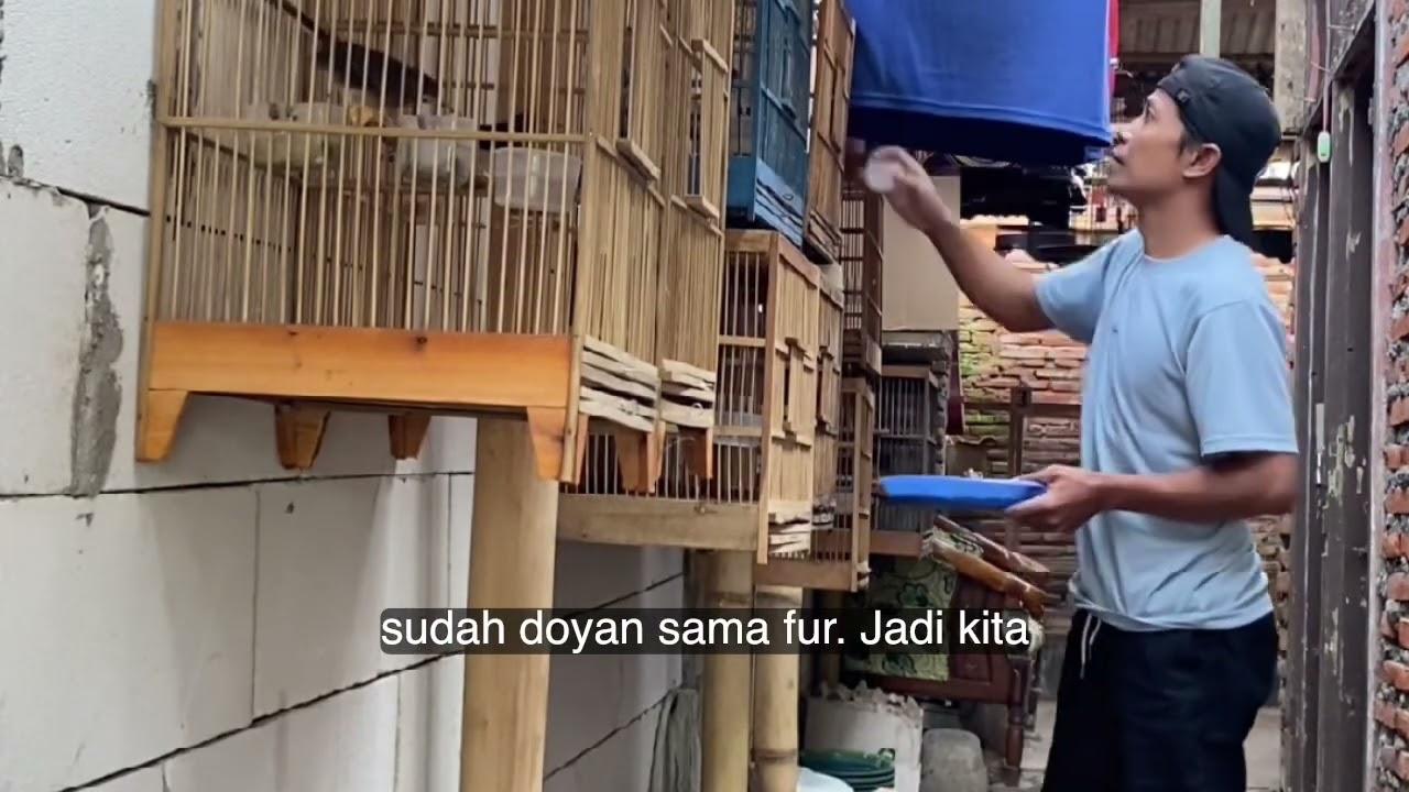 Dengan cara ini murai bisa produk lancar 