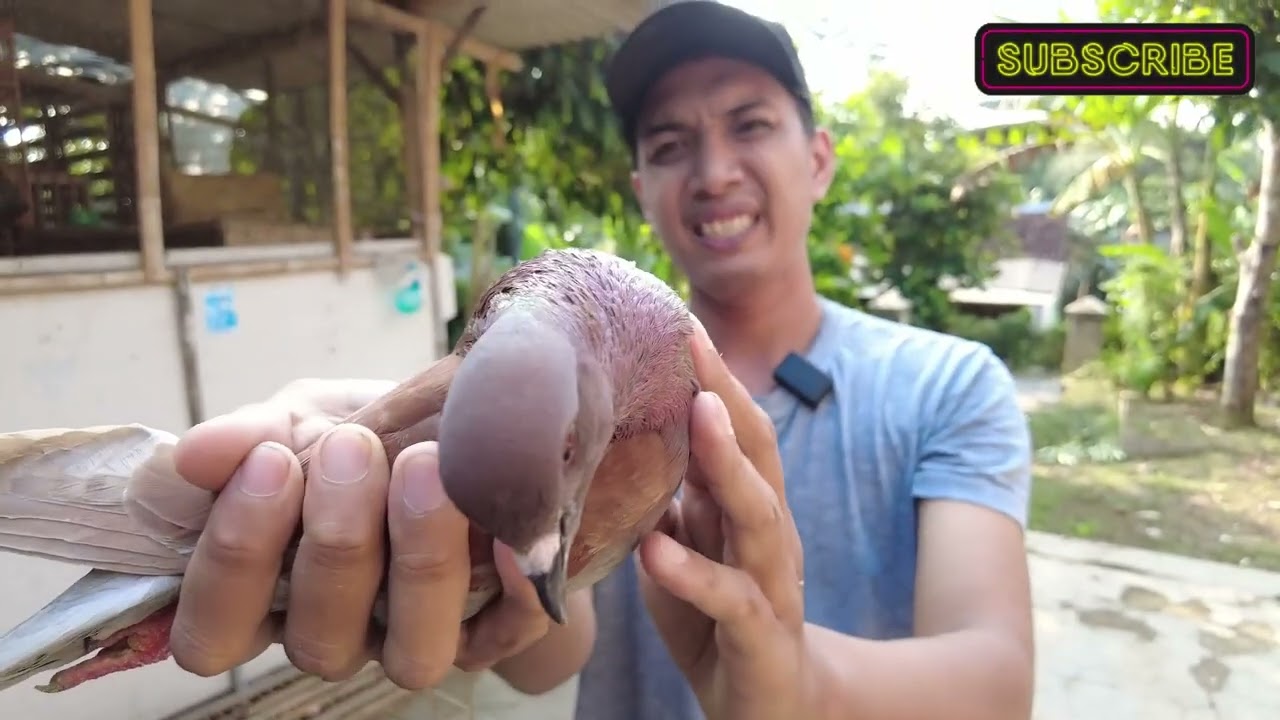 Grebek bang tohir dengan merpati gila nyaa
