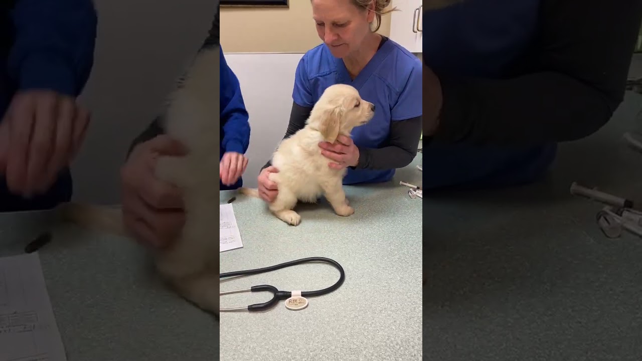 when the puppy gets his first shot #dog #goldenretriever  #funny  #pets  #puppy  #cute