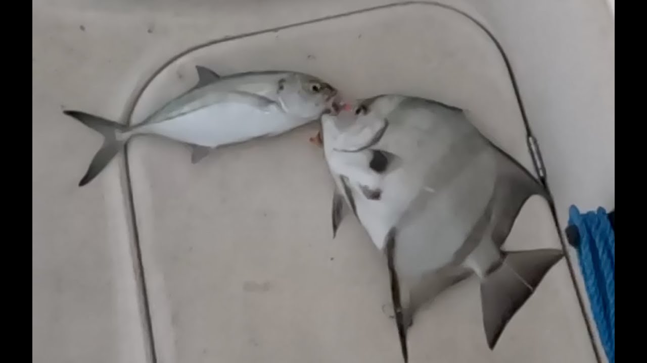 Giant Spadefish! гигантская лопата!