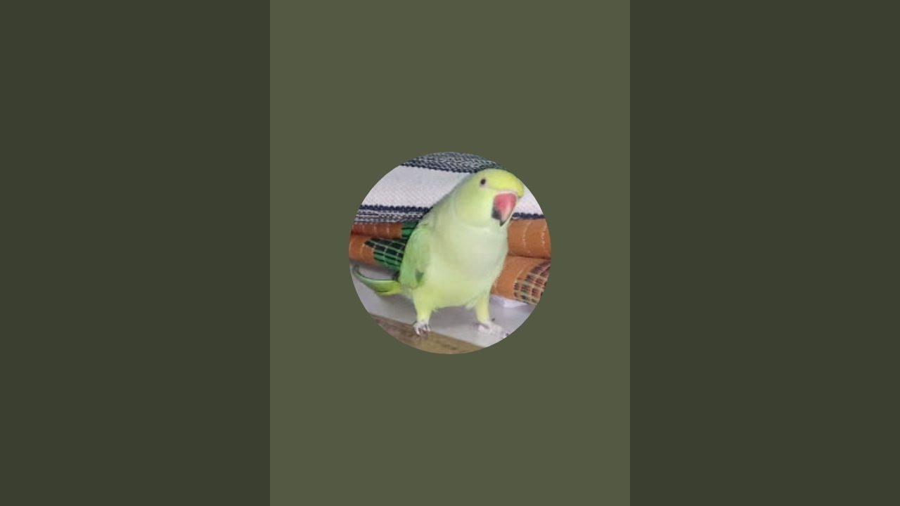 quti parrot family ki taraf se aap sabhi ko Happy Holi friends 💕💕