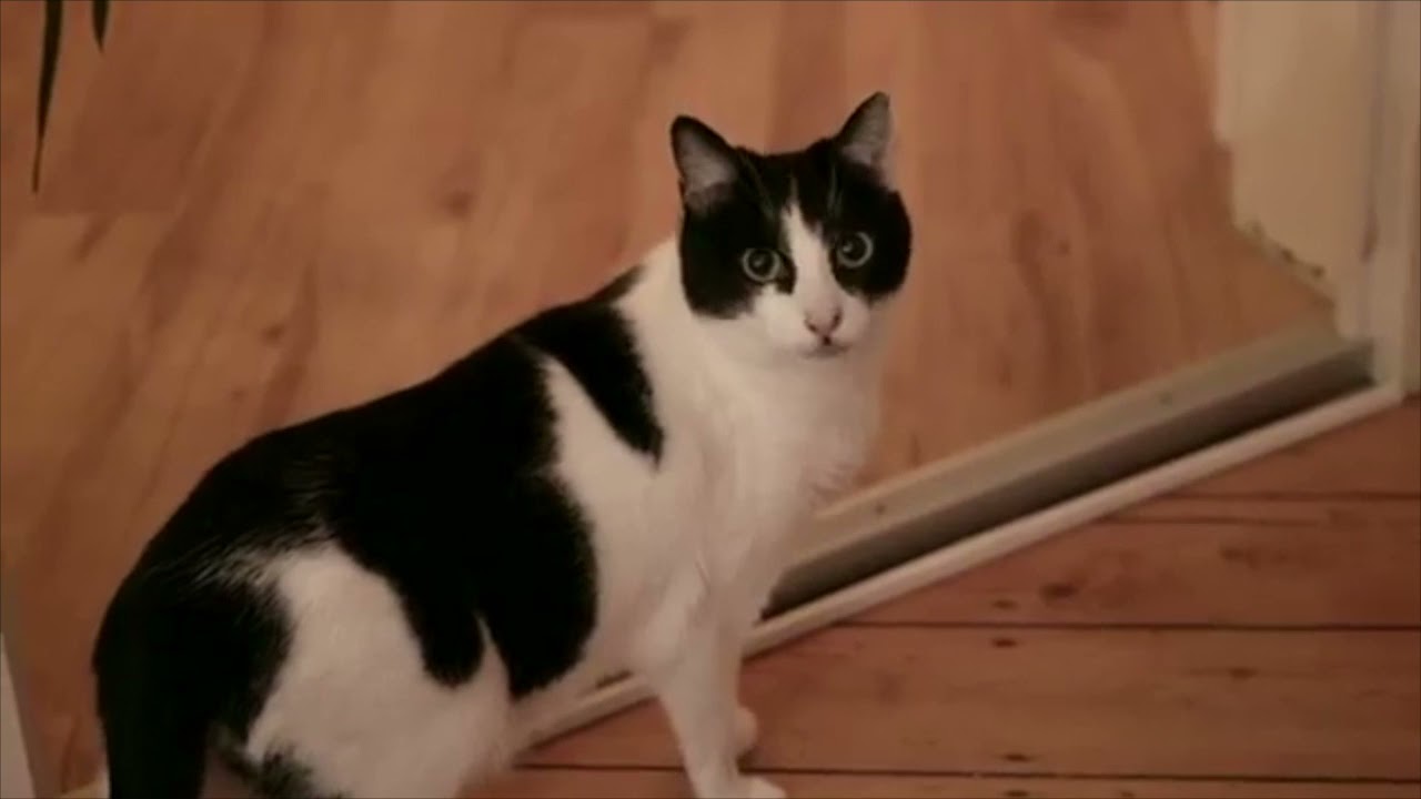 Een kat uit het dierenasiel adopteren