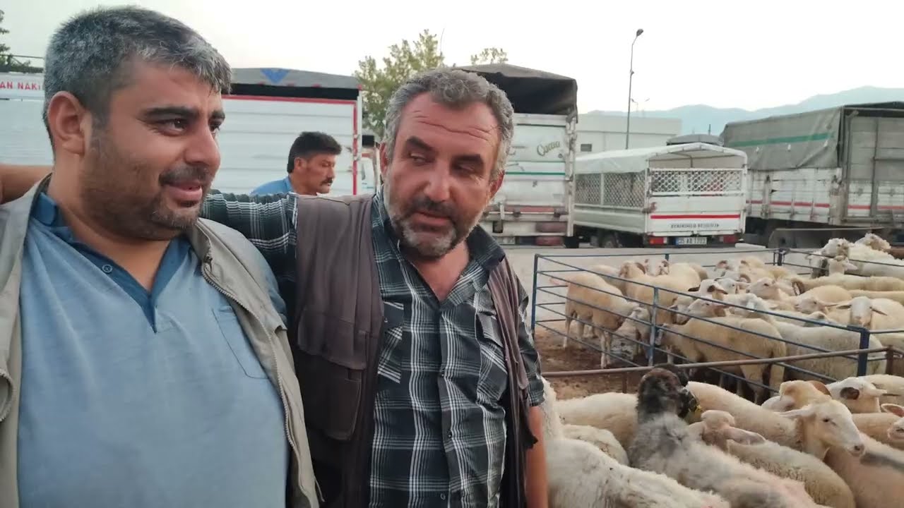 ÖDEMİŞ KÜÇÜKBAŞ HAYVAN PAZARINDA GÜNCEL BİLGİLER