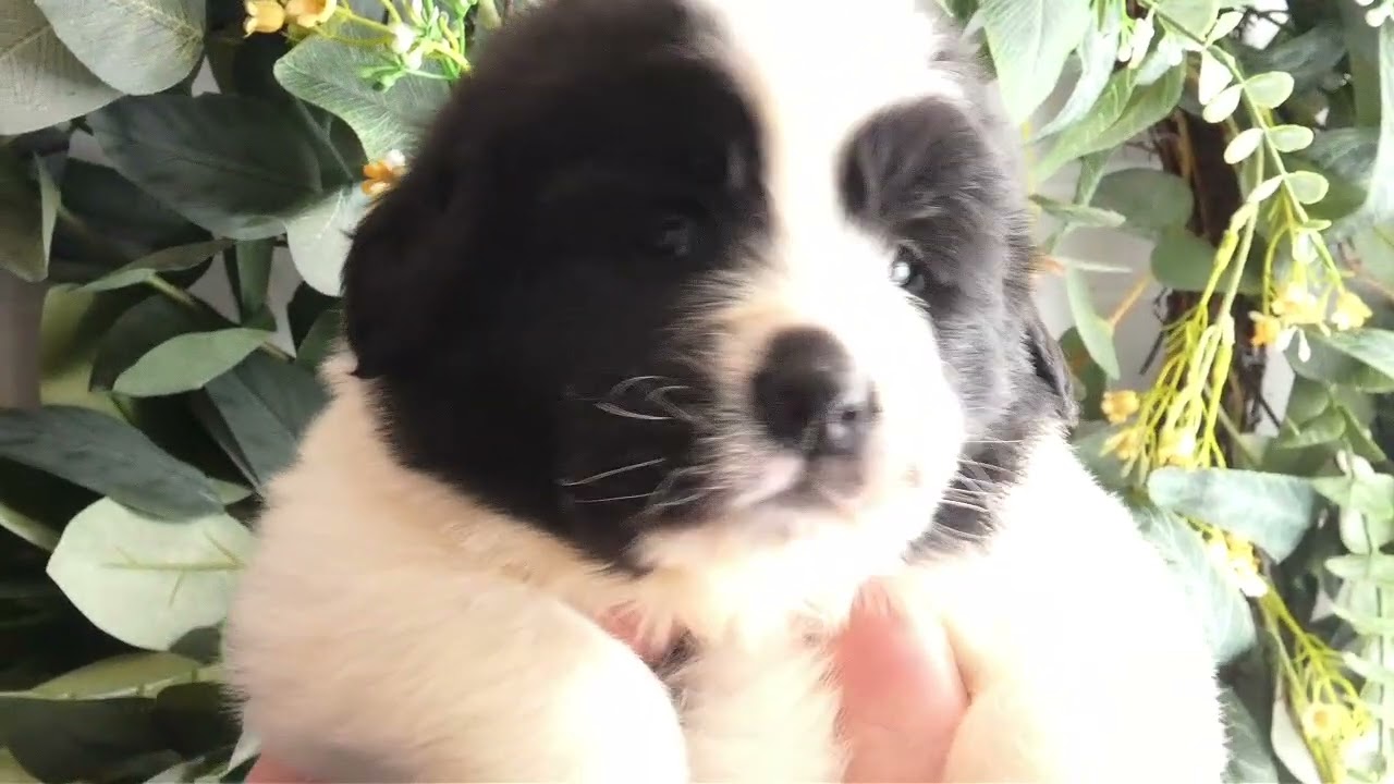 Solveig, Landseer Newfoundland Puppy