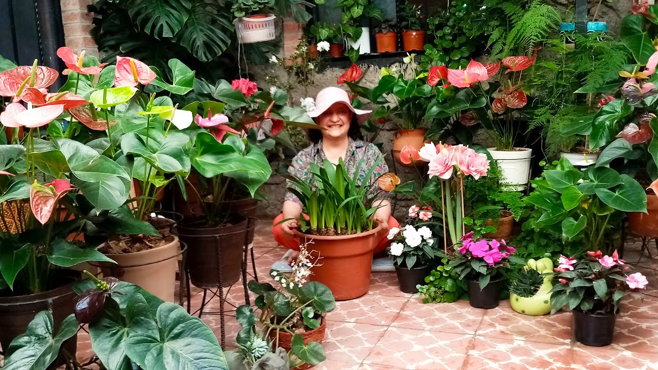 El mejor Cultivo de Azucena o Amarilis, Fertilizante y Abono