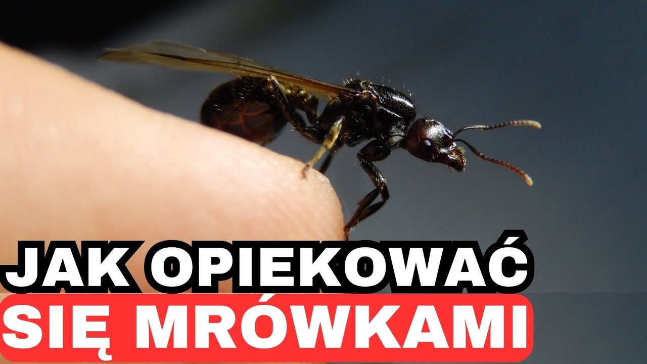 Opieka nad mrówkami – poradnik dla początkujących