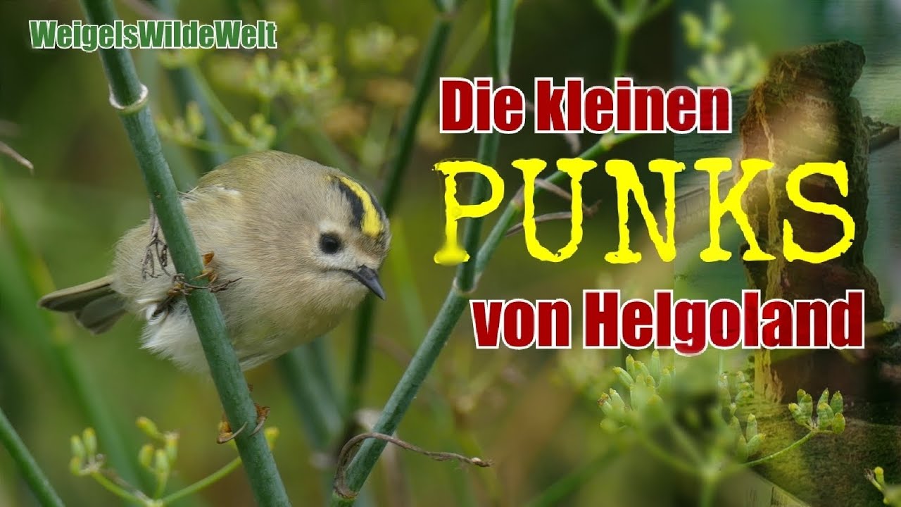 Die kleinen Punks von Helgoland: Wintergoldhähnchen - die kleinsten Vögel Europas zum Greifen nah! 😍
