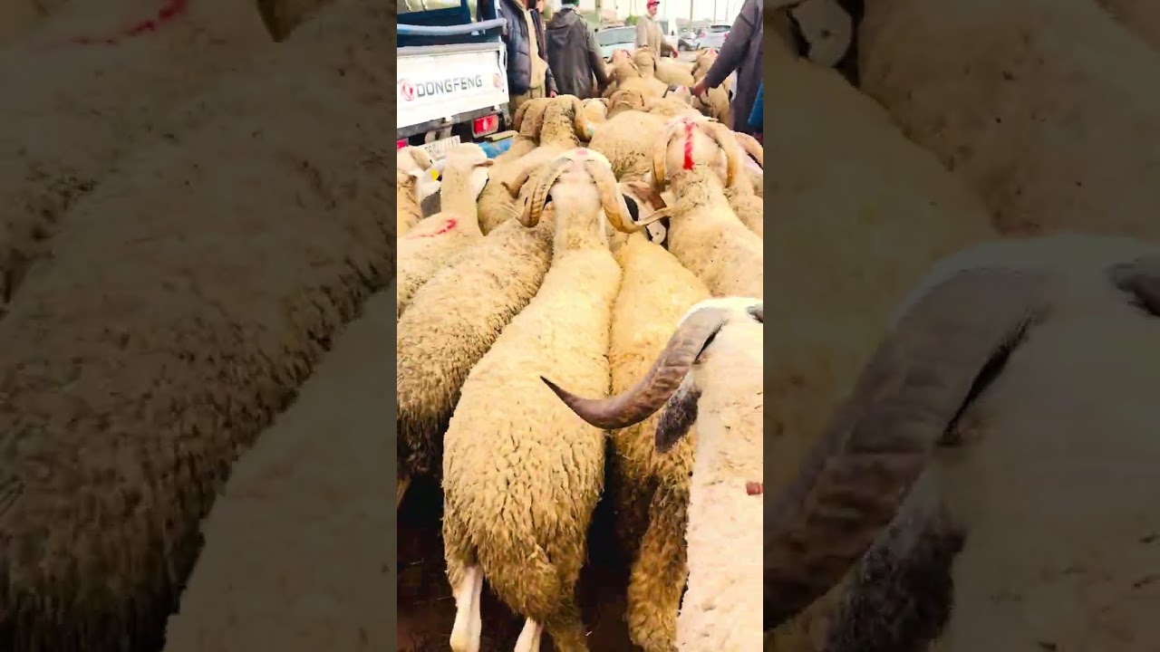 من سوق سبيت تبط مليل متنش موتبع بش ديم يوسلك  الجديد 31.01.2026