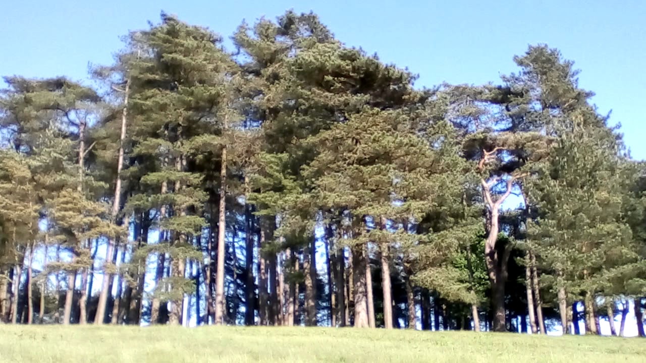 99 trees on May Hill, Gloucestershire