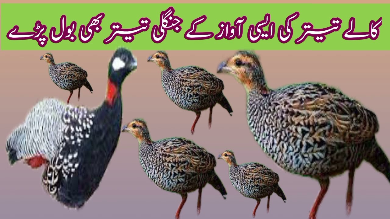 Kale Teeter  Ki Awaz || kale Teeter Ki asi Awaz K jangli teeter b Bol pare 