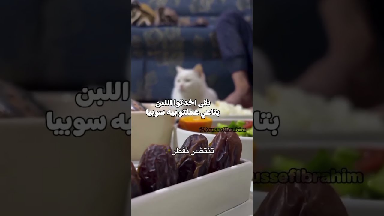 الحيوانات بتتكلم 1