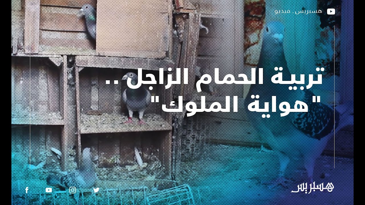 تربية الحمام الزاجل .. 