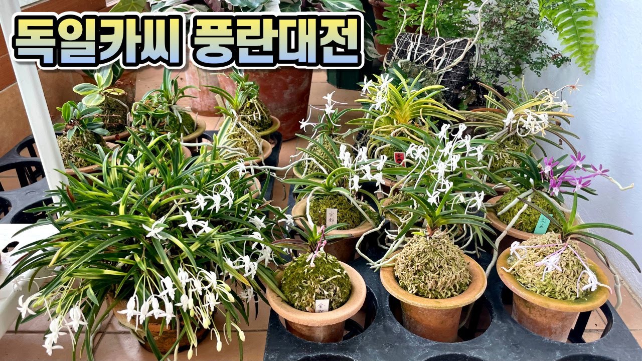풍란 잘 키우는법&풍란 꽃 피우는법!! 베란다 풍란이 대박났어요!! 독일카씨 풍란대전!!