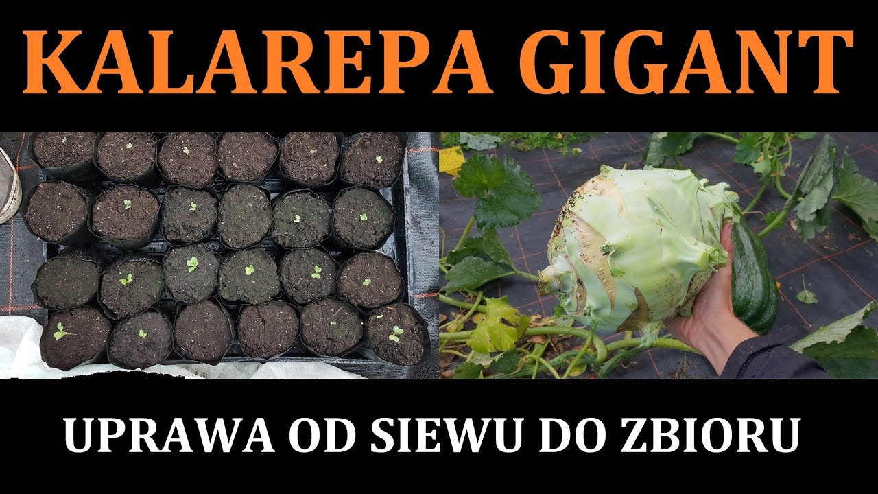 KALAREPA GIGANT - Siew, Sadzenie, Zbi&oacute;r - UPRAWA