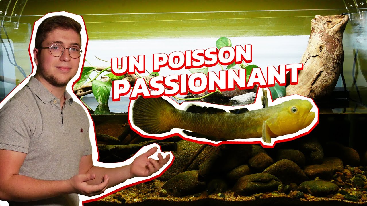 INCROYABLE COUP DE COEUR POUR CES POISSONS ! Chlamydogobius Eremius #2