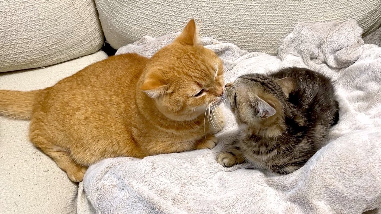 ただ猫がチュッチュするだけの動画