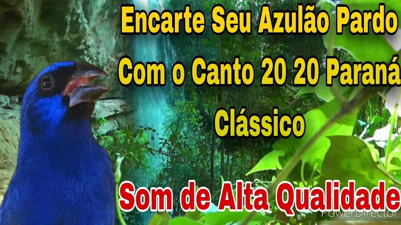 Encarte Seu Azulão Pardo Com o Canto 20 20 Paraná Lindo Canto Para Treinamento