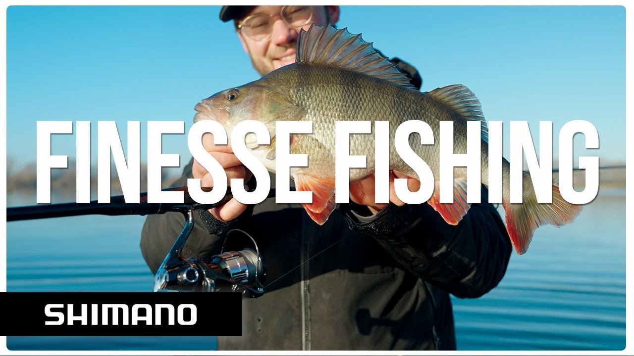 How to fish finesse for BIG perch using Carolina and Ned rig | Shimano Predator