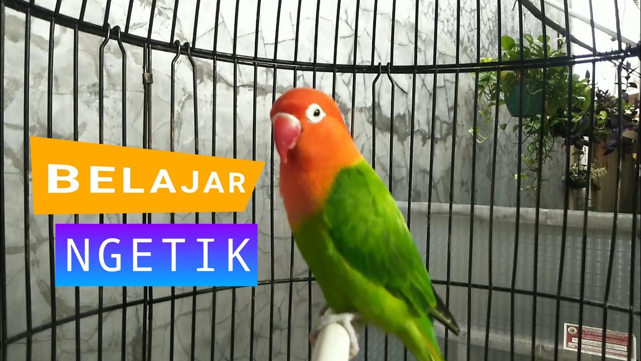 LOVEbird Ngetik PANCINGAN Balibu dan PAUD