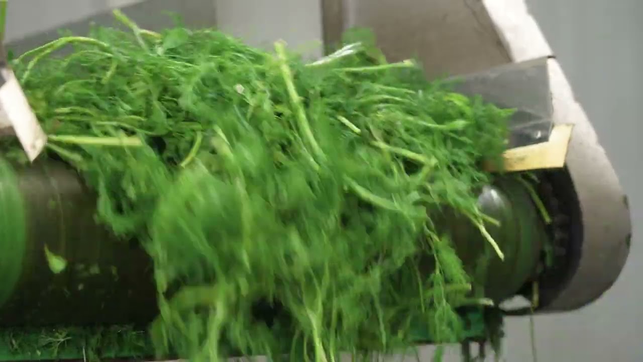 Telek Paprika - Dill (2023)