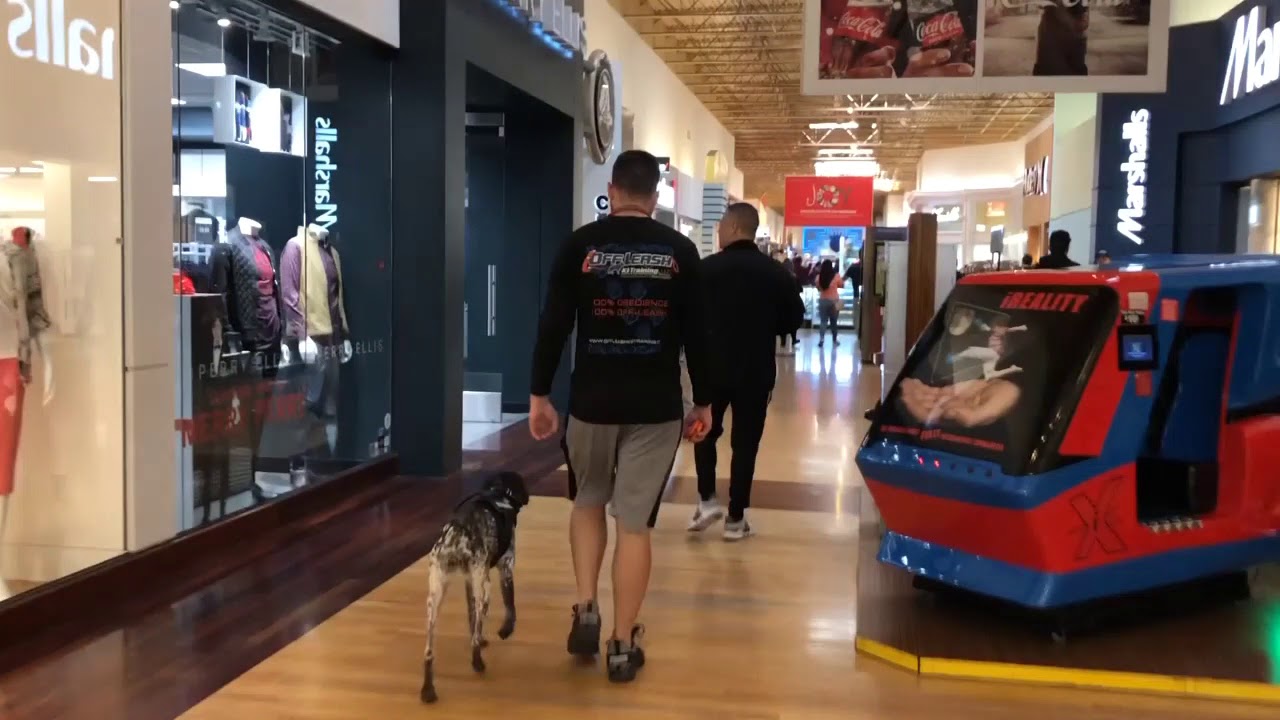 Addison 7 mo GSP Best Arizona Dog Trainers