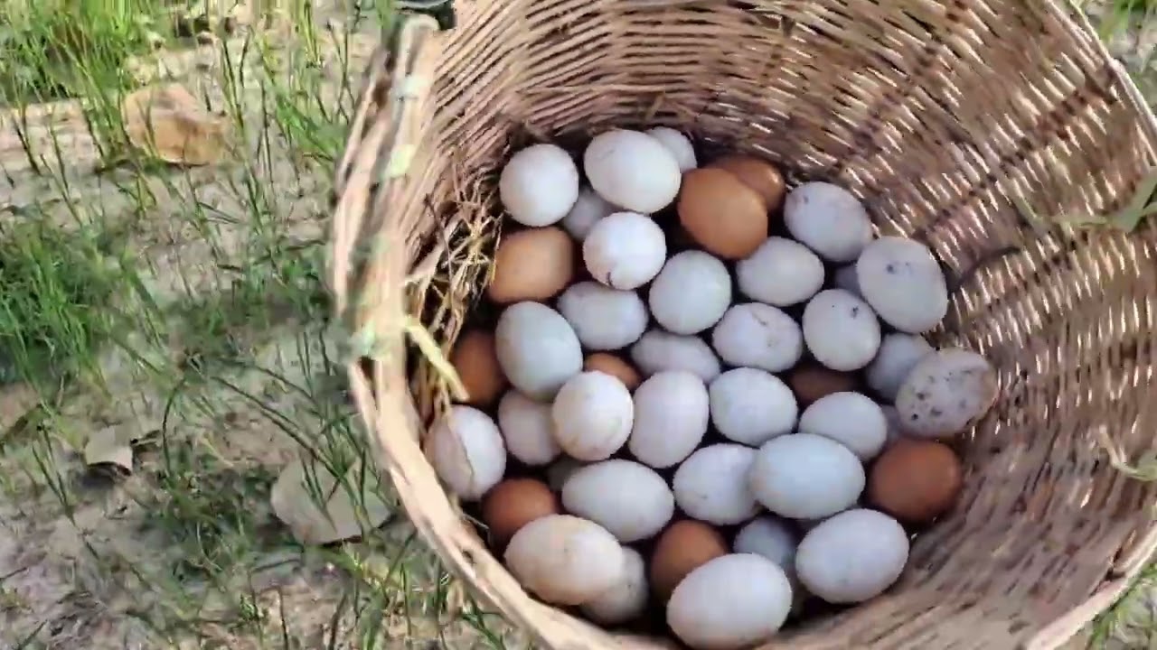 OMG HAND UNIQUE!  Pick a lot of duck eggs near the mouth of a man.
