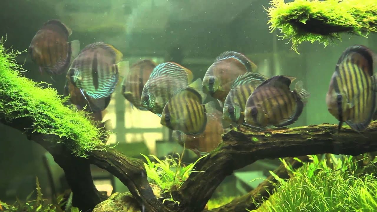 GenePoolAquarium Live : Tape 2-  ปอมป่า  ( Wild Discus )