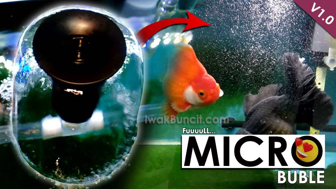 Mushroom Ala-ala di Aquarium 60 cm: Micro Buble Melimpah, Para Buncit Suka, Tanpa Aerator - V1.0
