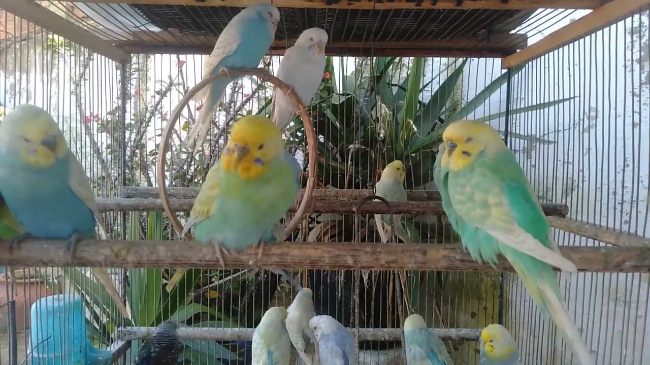 セキセイインコが興味津々