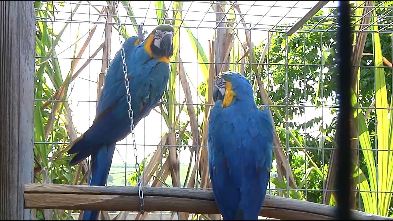 Criação de aves exóticas em Patos de Minas