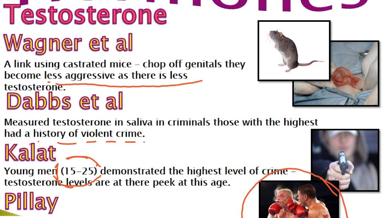 Biological psyc - Hormones and aggression