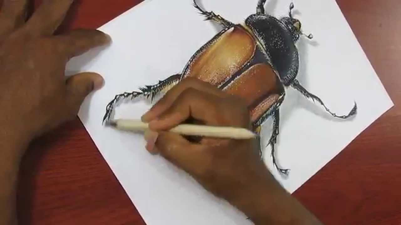 How to Draw a Realistic Beetle