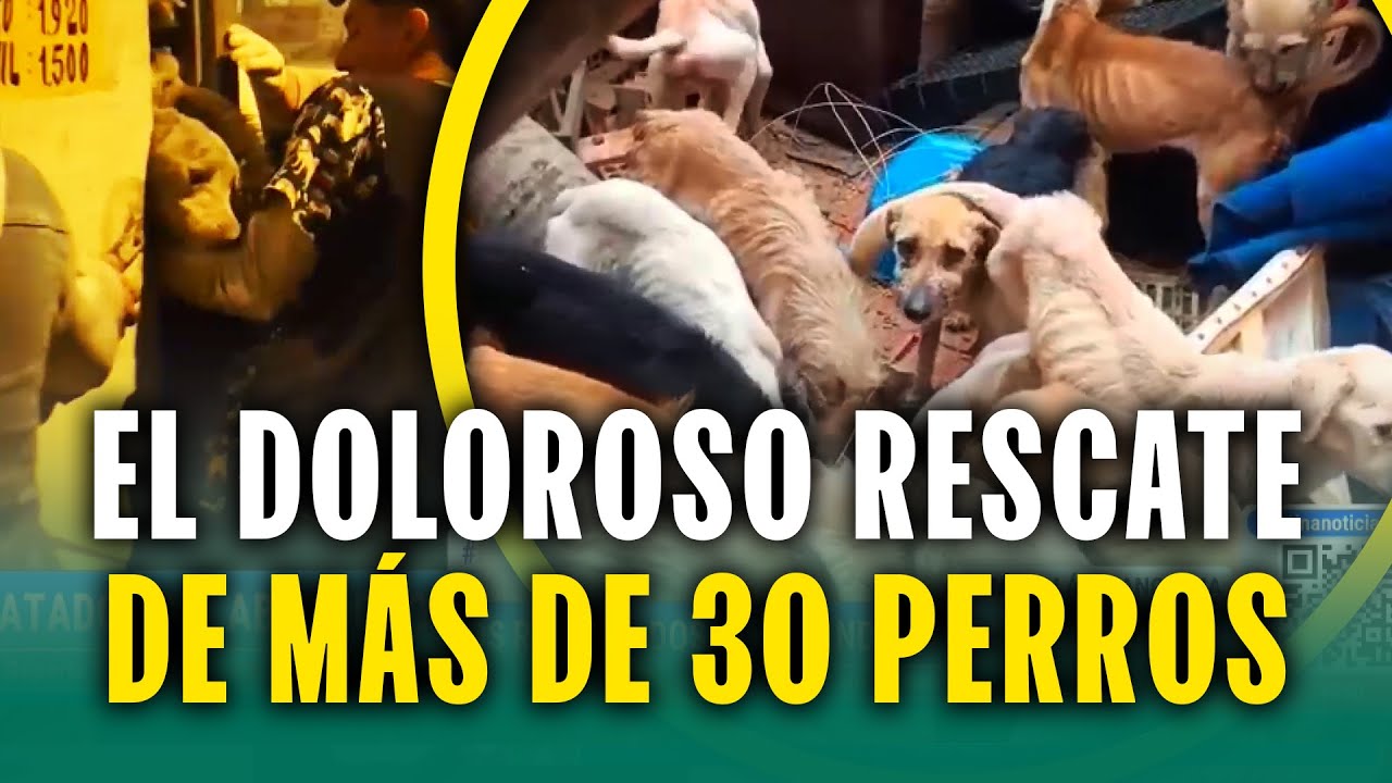 Estaban desnutridos, enfermos y heridos: Así fue el dramático rescate de 32 perros maltratados