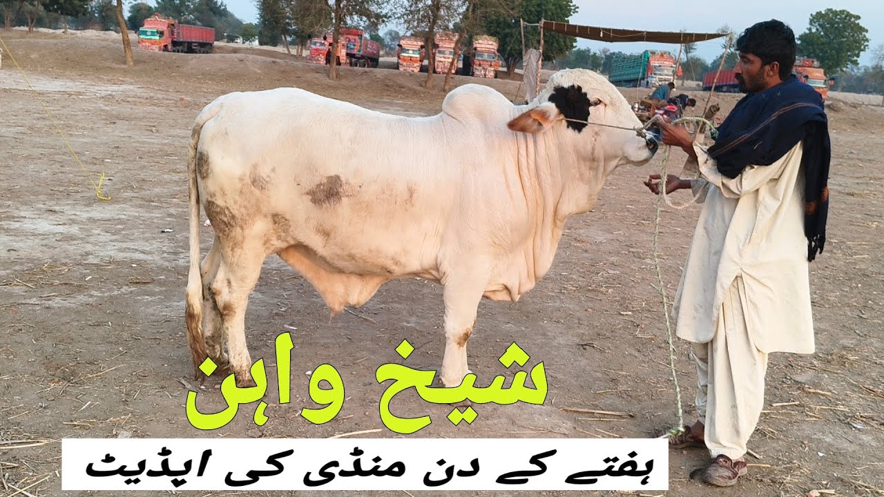 Sheikhwan Mandi Hafty Ka Dan Or Mandi ki Update | 