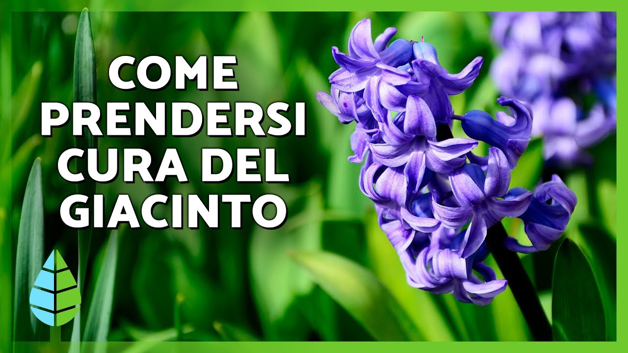 CURA DEL GIACINTO 🌿 (Posizione, substrato, irrigazione e altro)