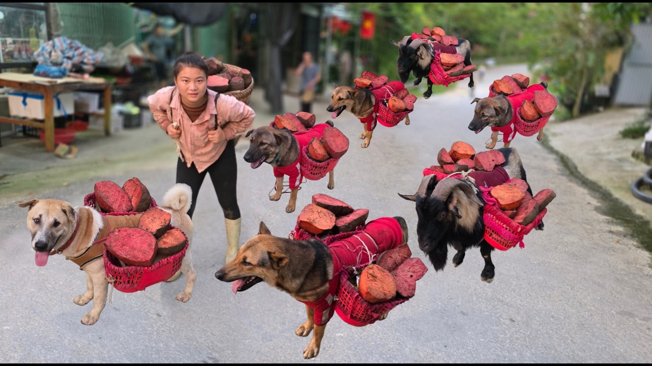 High Mountain Life: Getting wild yam with my dogs and goat - ha thi muon