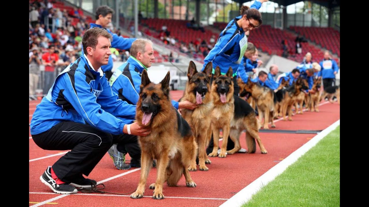 Schäferhunde-WM im Auestadion Kassel mit George Foreman