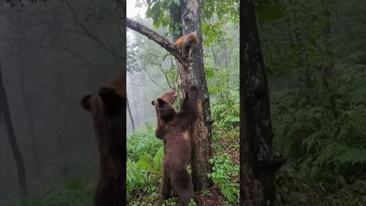 Breathtaking moment baby monkey attacked by brown bear–crazy chase! 😱