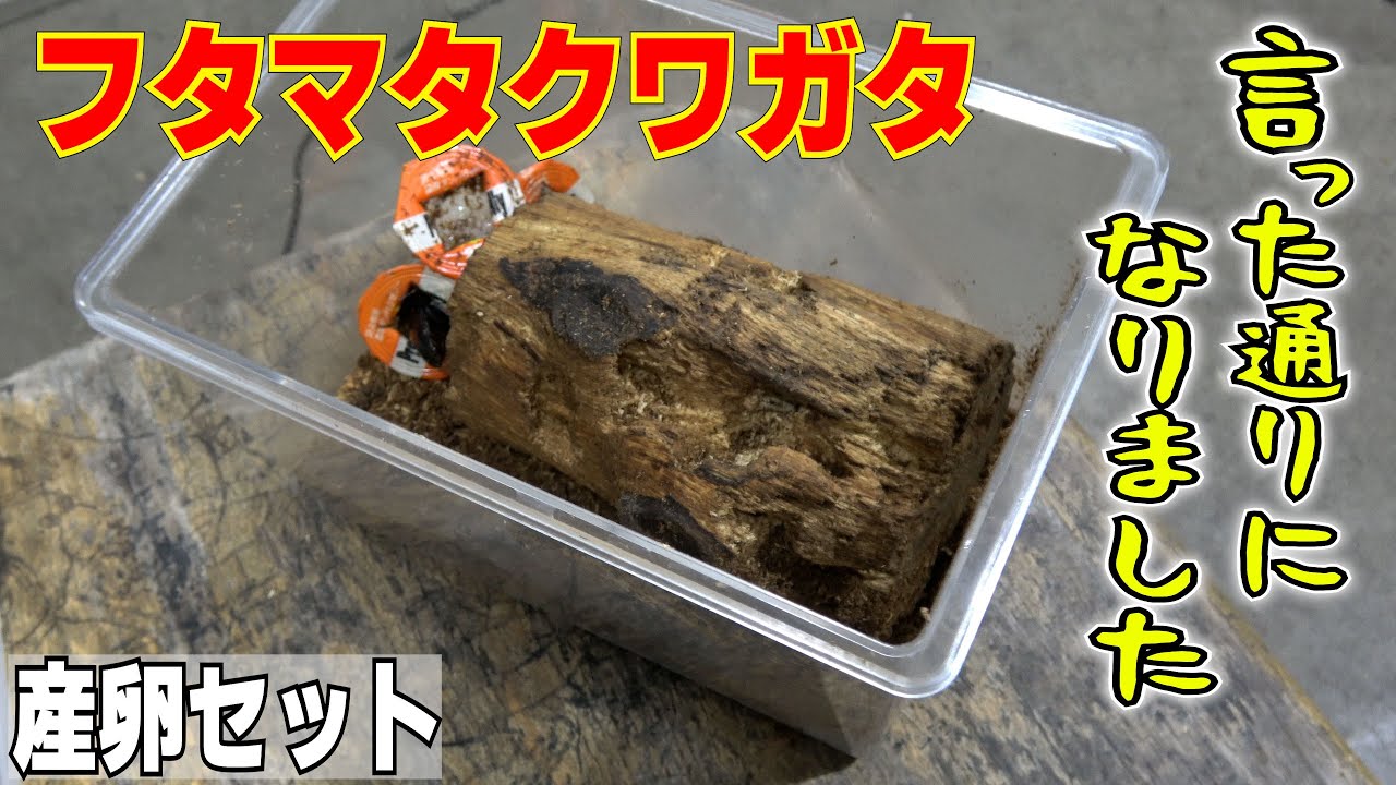 フタマタクワガタの産卵セット割り出し