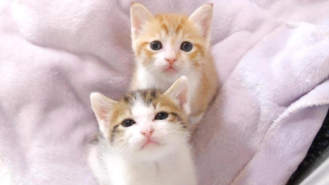 同じように育てたのに何でこんな事になった？【赤ちゃん猫　保護猫】