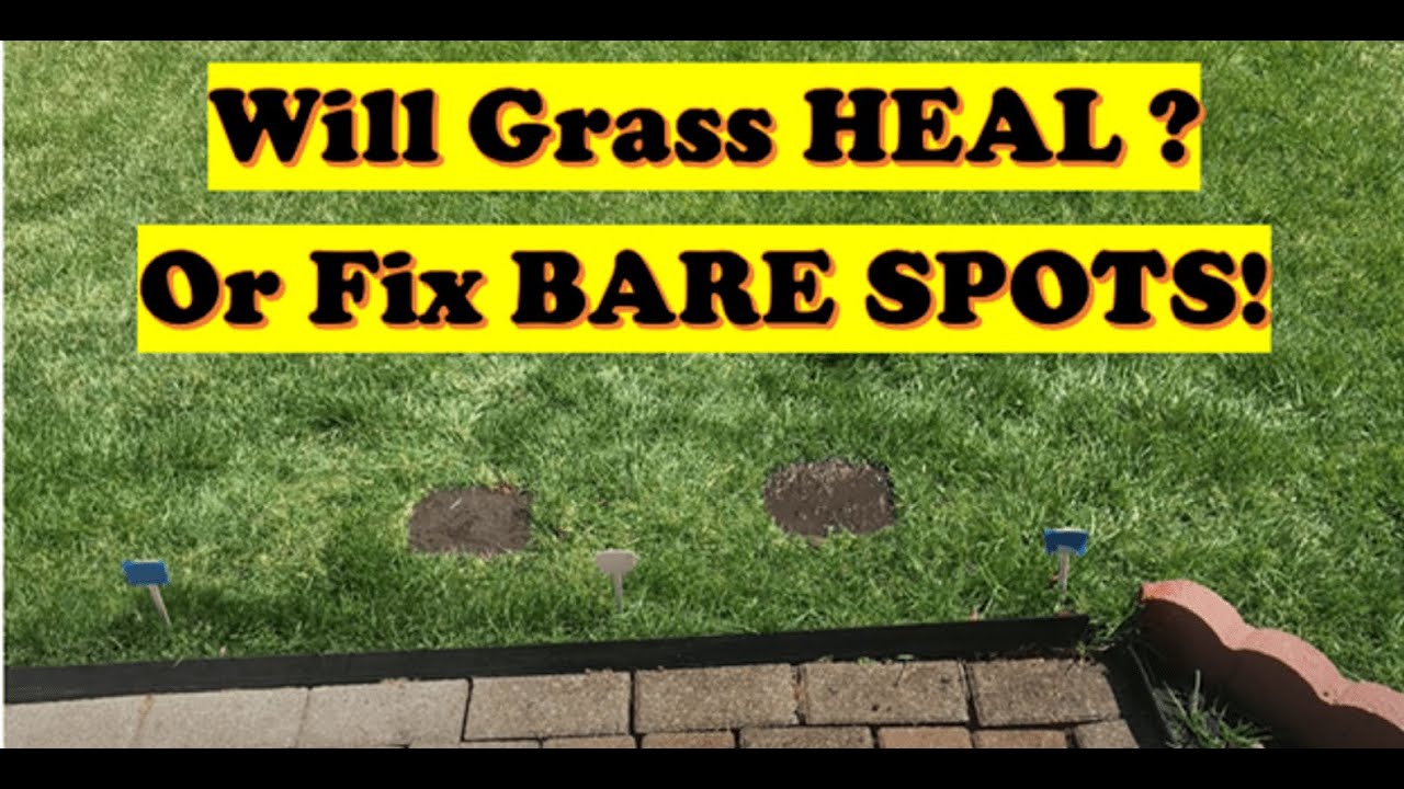 Does Grass Heal Itself? TEST of Grass Healing for Bare Spot Repair (LAWN CARE)