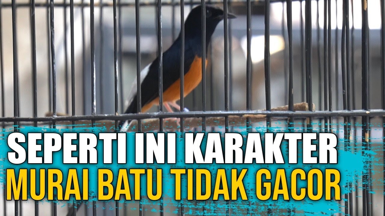 Seperti Ini Karakter Murai batu Tidak Gacor
