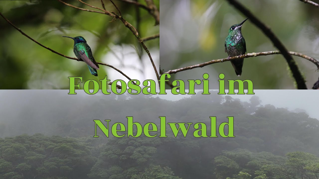 Fotosafari im Nebelwald - Vögel fotografieren im Dschungel von Monteverde Costa Rica Expedition